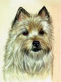 Cairn Terrier